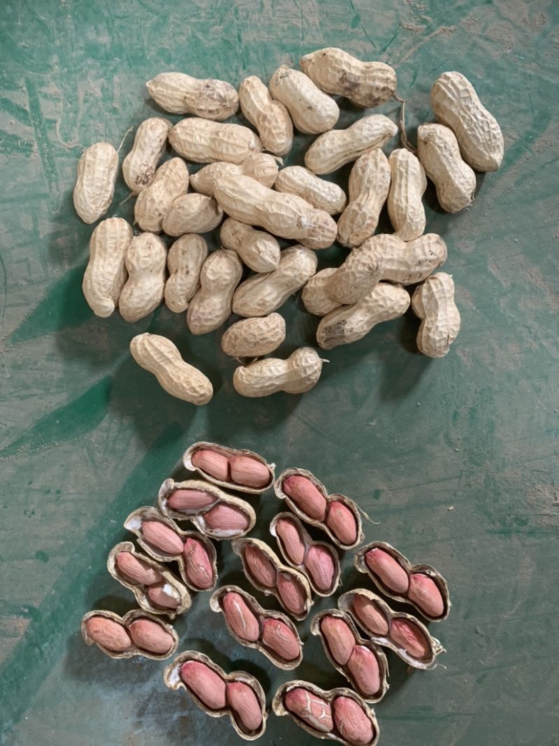 先去尾巴在去杂质在风选花生果后色选花生果