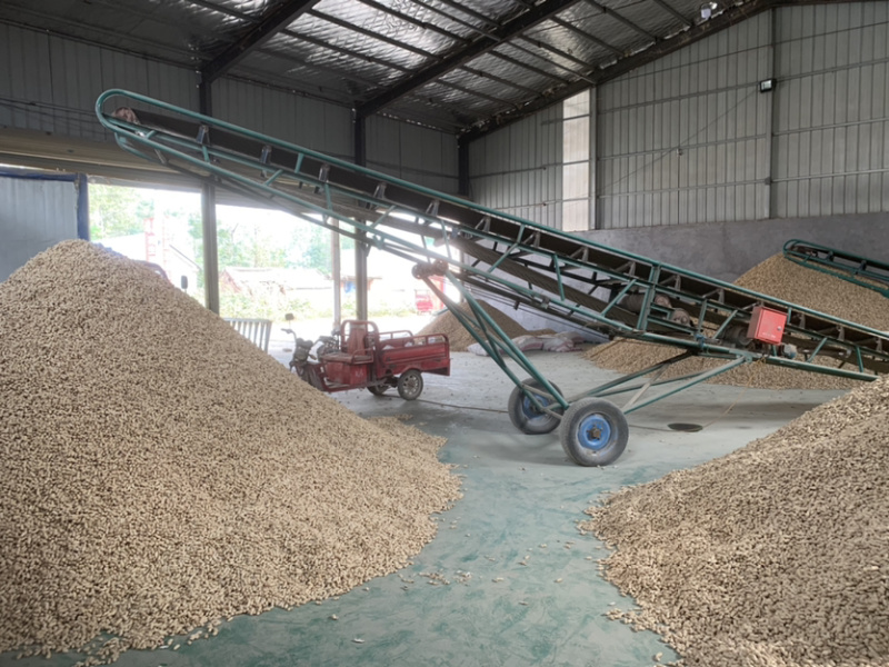先去尾巴在去杂质在风选花生果后色选花生果