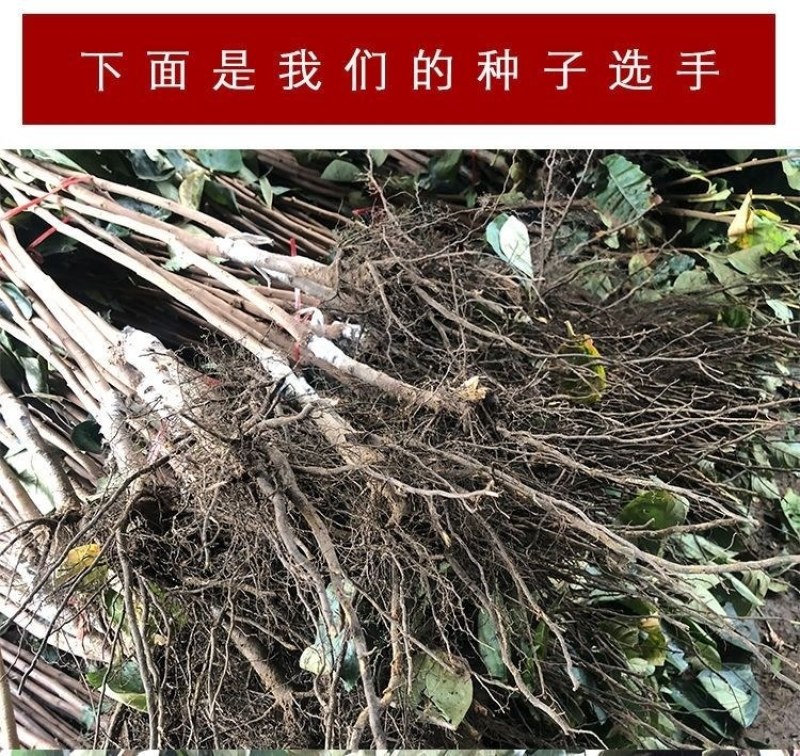 【精品】嫁接新品种黑柿子苗现挖现发南北适种耐寒