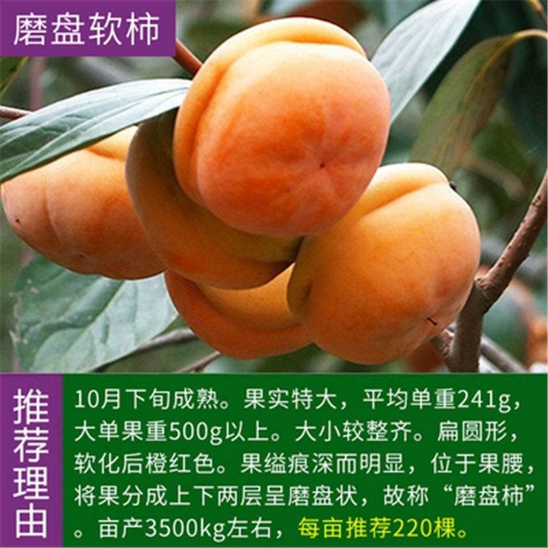 无核甜脆柿子苗现挖现发当年挂果品种保证死苗补发