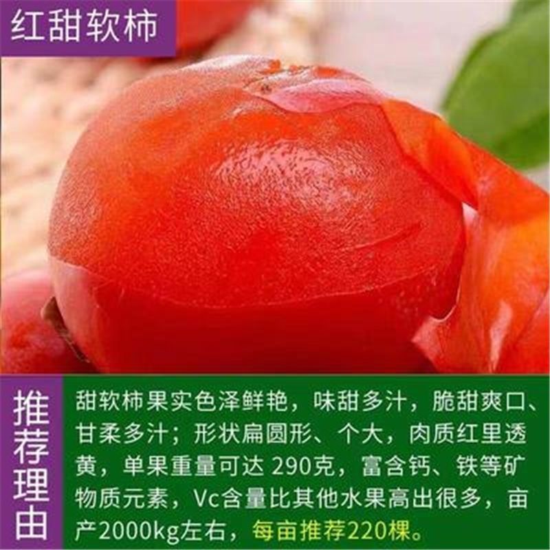 无核甜脆柿子苗现挖现发当年挂果品种保证死苗补发