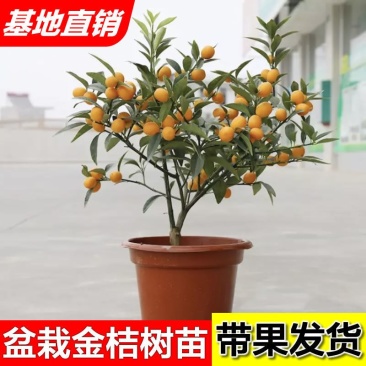 金桔苗盆栽（甜蜜金桔，羊奶金桔）脆皮金桔品质保证成活率高