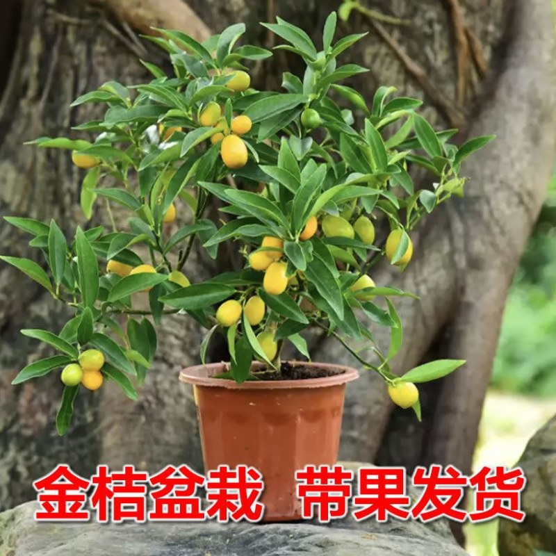金桔苗盆栽（甜蜜金桔，羊奶金桔）脆皮金桔品质保证成活率高