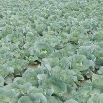 在一亩田做生意还望多多关注，京丰一号甘蓝上市了