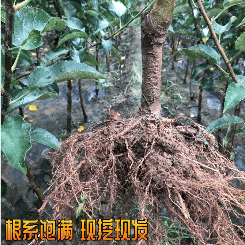 果苗基地黑钻苹果苗南北适种新品种耐寒耐旱死苗补发