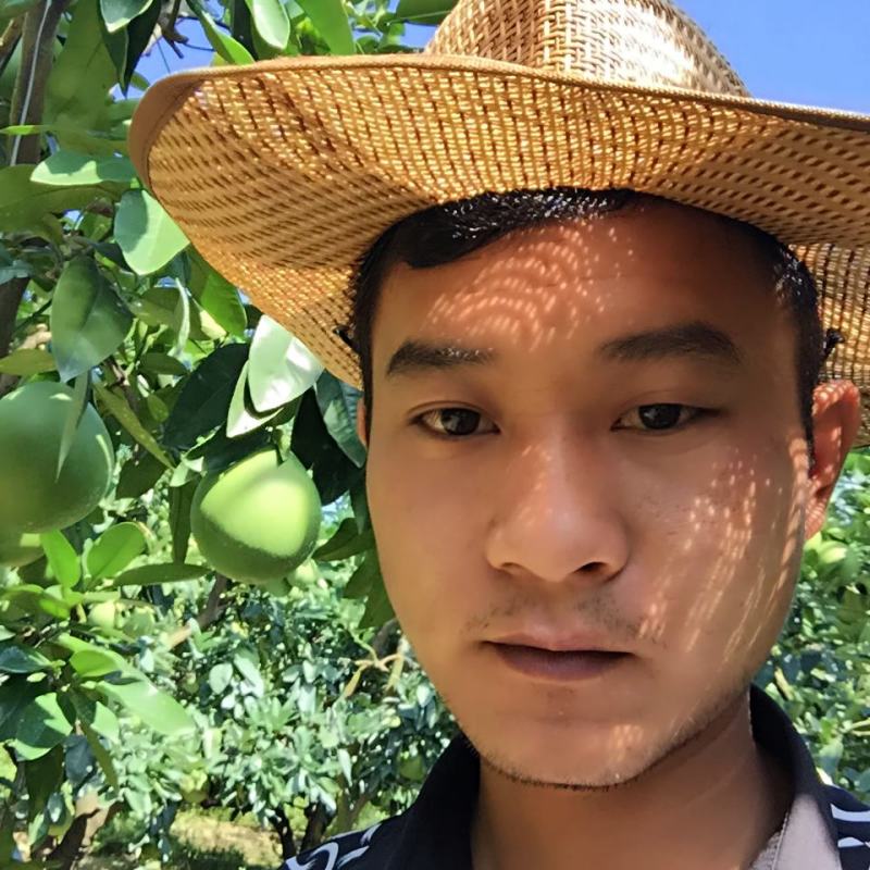琯溪三红蜜柚苗.三红柚子苗产地发货三红柚子苗可签合同