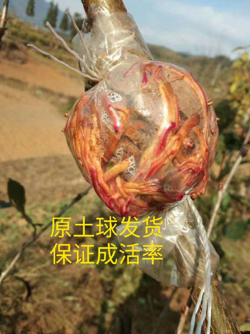 玛瑙红樱桃树大红灯樱桃苗正宗玛瑙红樱桃树苗基地直销