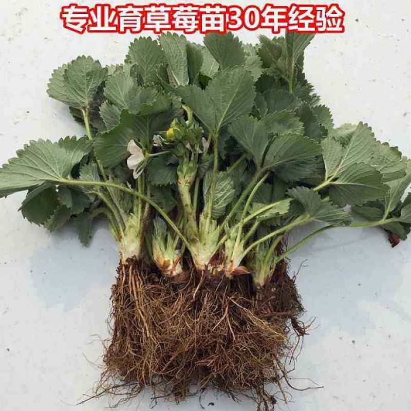 【热卖】优质四季草莓苗盆栽地栽南北适种原土发货死苗补发