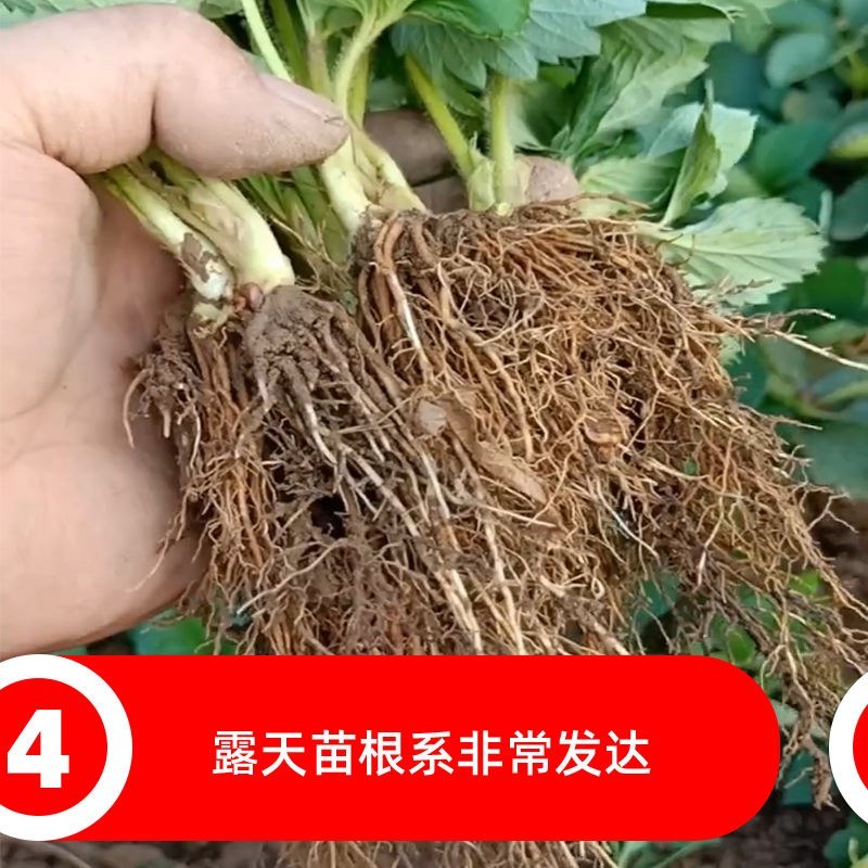 【热卖】优质四季草莓苗盆栽地栽南北适种原土发货死苗补发