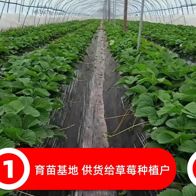 【热卖】优质四季草莓苗盆栽地栽南北适种原土发货死苗补发