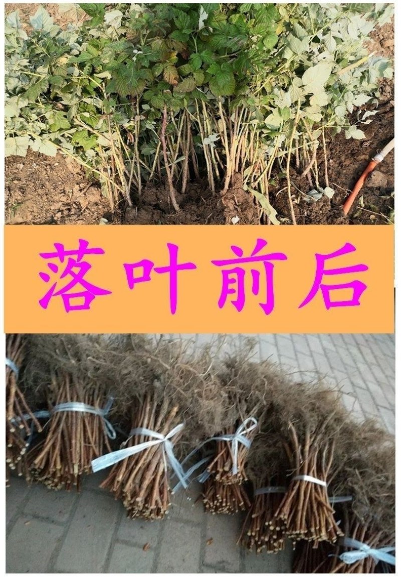 嫁接优质树莓苗黑树梅苗红树莓苗盆栽地栽包成活包结果