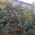 生态沂蒙山，优质农产品，沂蒙山优质冬桃现已大量上市