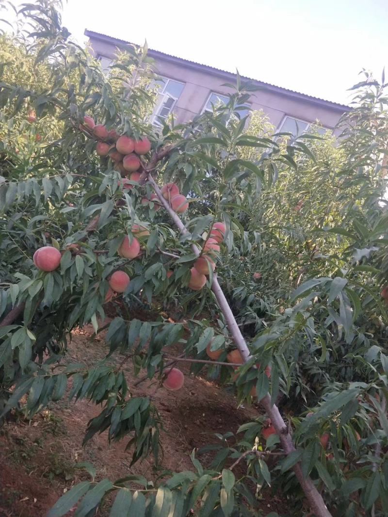 生态沂蒙山，优质农产品，沂蒙山优质冬桃现已大量上市