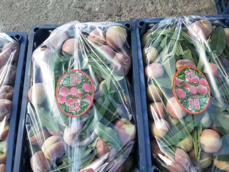 生态沂蒙山，优质农产品，沂蒙山优质冬桃现已大量上市