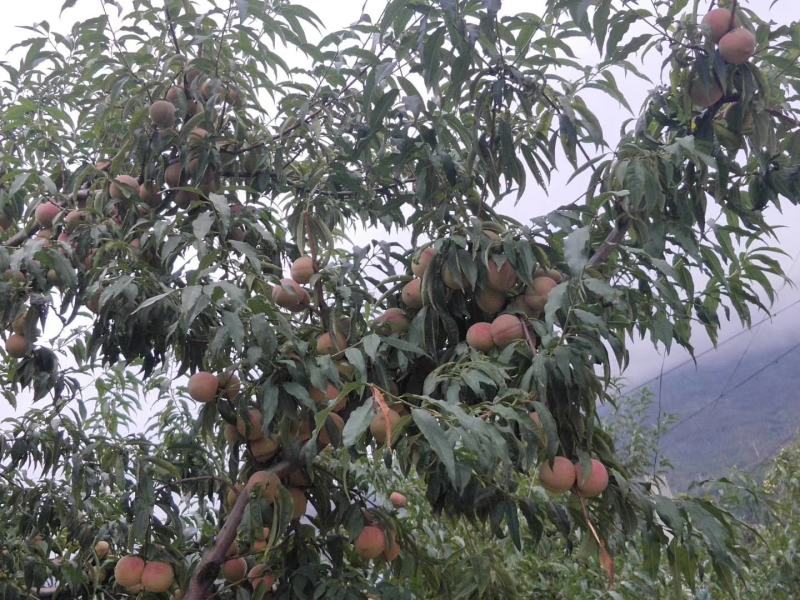 生态沂蒙山，优质农产品，沂蒙山优质冬桃现已大量上市