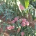生态沂蒙山，优质农产品，沂蒙山优质冬桃现已大量上市