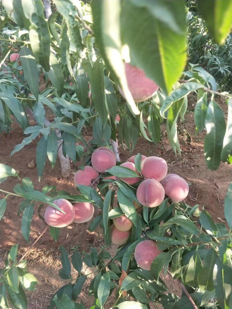 生态沂蒙山，优质农产品，沂蒙山优质冬桃现已大量上市