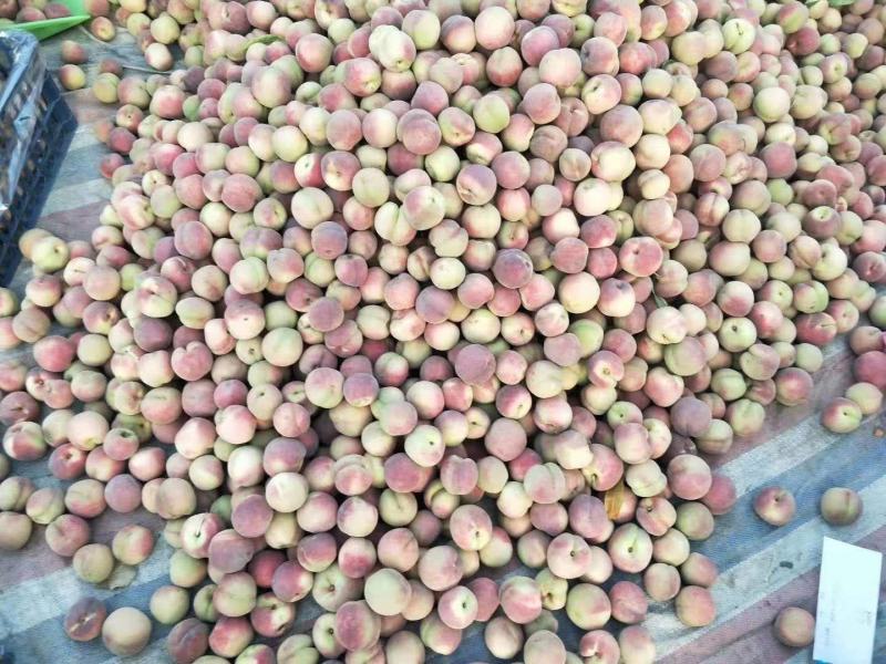 生态沂蒙山，优质农产品，沂蒙山优质冬桃现已大量上市