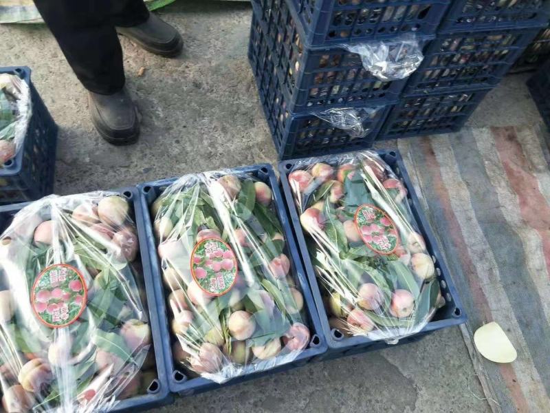 生态沂蒙山，优质农产品，沂蒙山优质冬桃现已大量上市