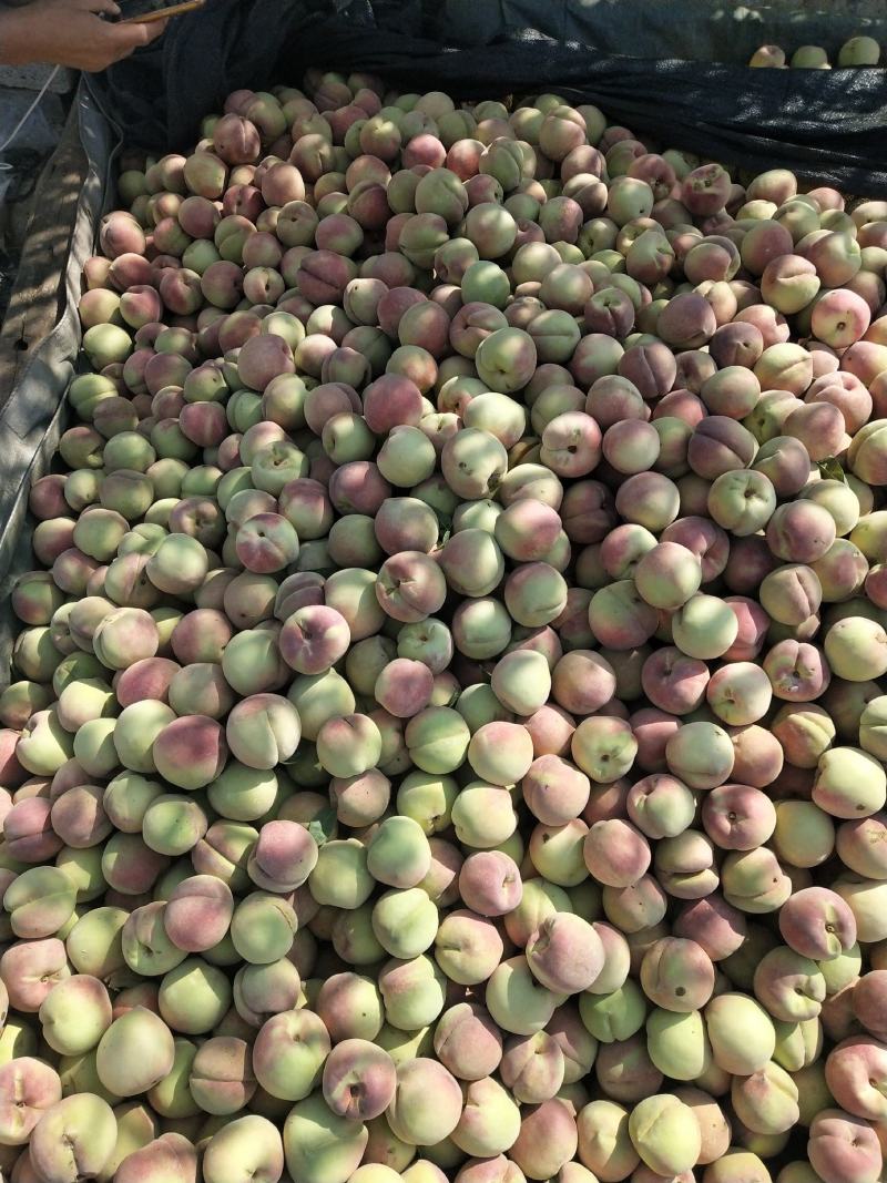 生态沂蒙山，优质农产品，沂蒙山优质冬桃现已大量上市