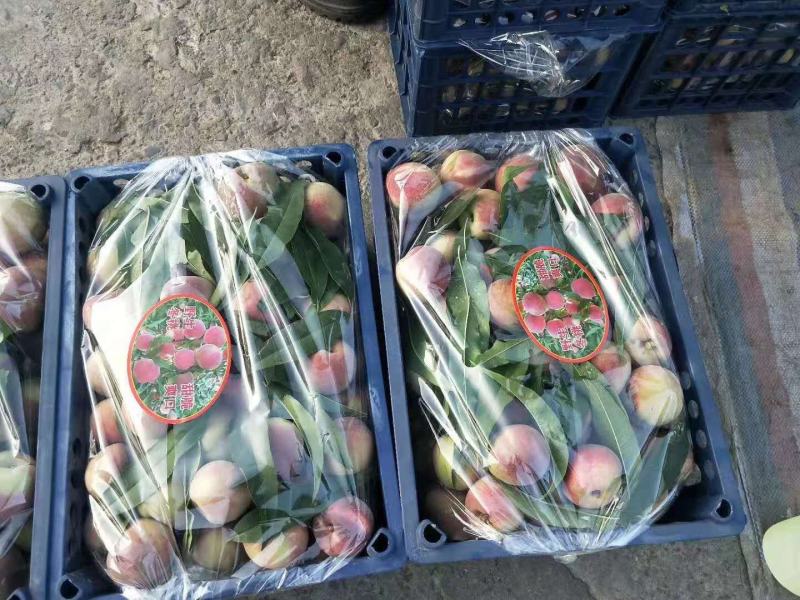 生态沂蒙山，优质农产品，沂蒙山优质冬桃现已大量上市