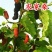 桑树苗（红果桑，黑果桑)南北适种包成活死苗补发