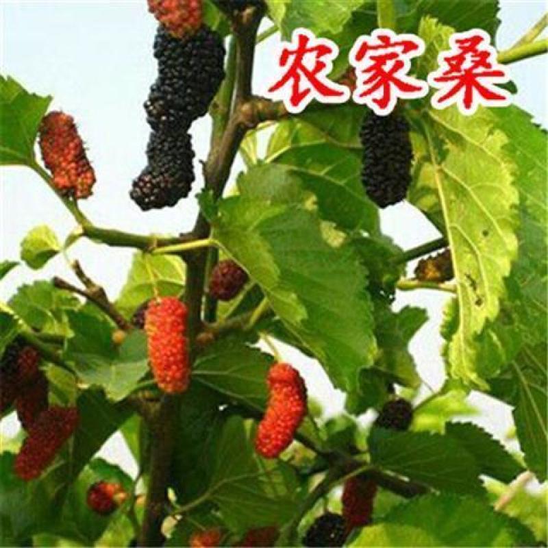 桑树苗（红果桑，黑果桑)南北适种包成活死苗补发