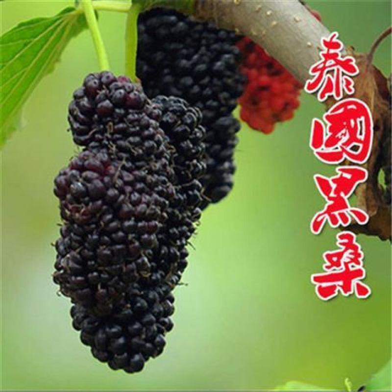 桑树苗（红果桑，黑果桑)南北适种包成活死苗补发