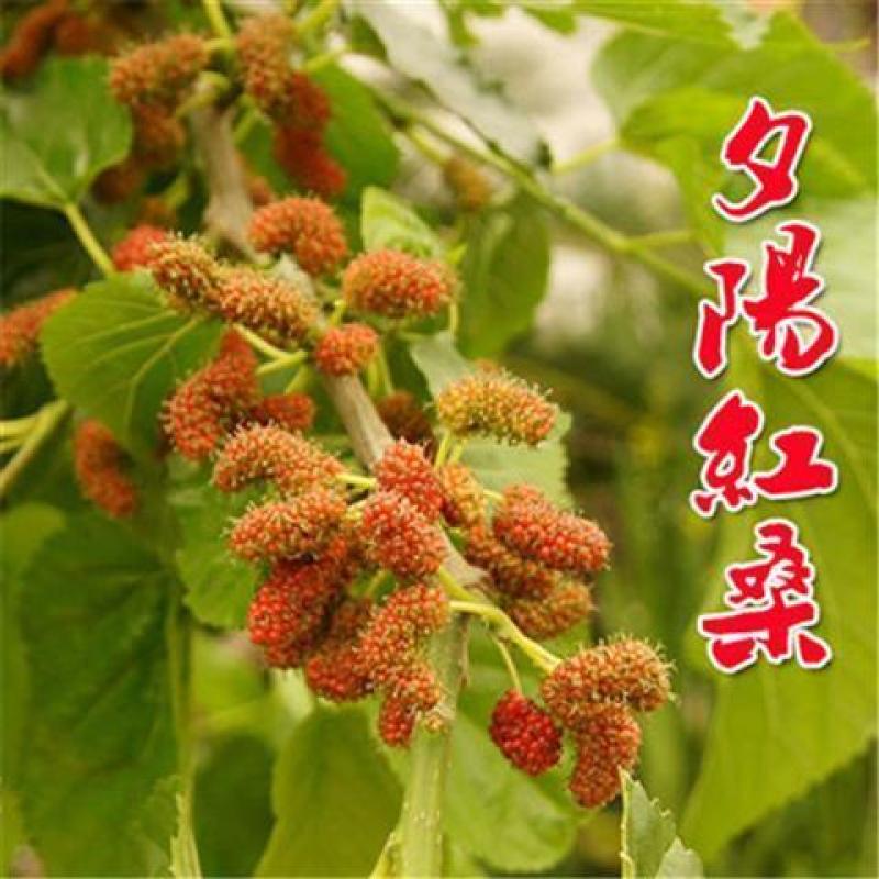 桑树苗（红果桑，黑果桑)南北适种包成活死苗补发