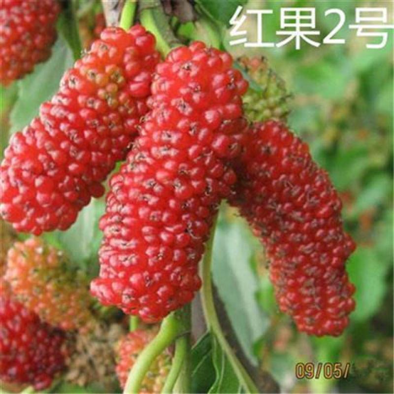 桑树苗（红果桑，黑果桑)南北适种包成活死苗补发