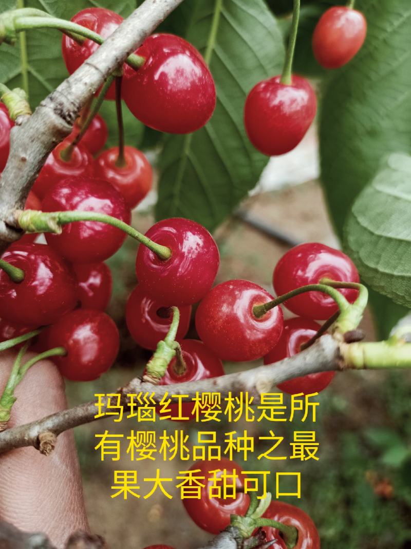 玛瑙红樱桃树大红灯樱桃苗正宗玛瑙红樱桃树苗基地直销