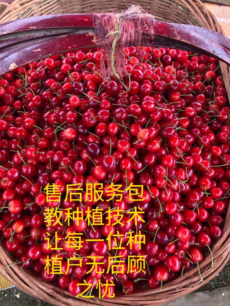 玛瑙红樱桃树大红灯樱桃苗正宗玛瑙红樱桃树苗基地直销