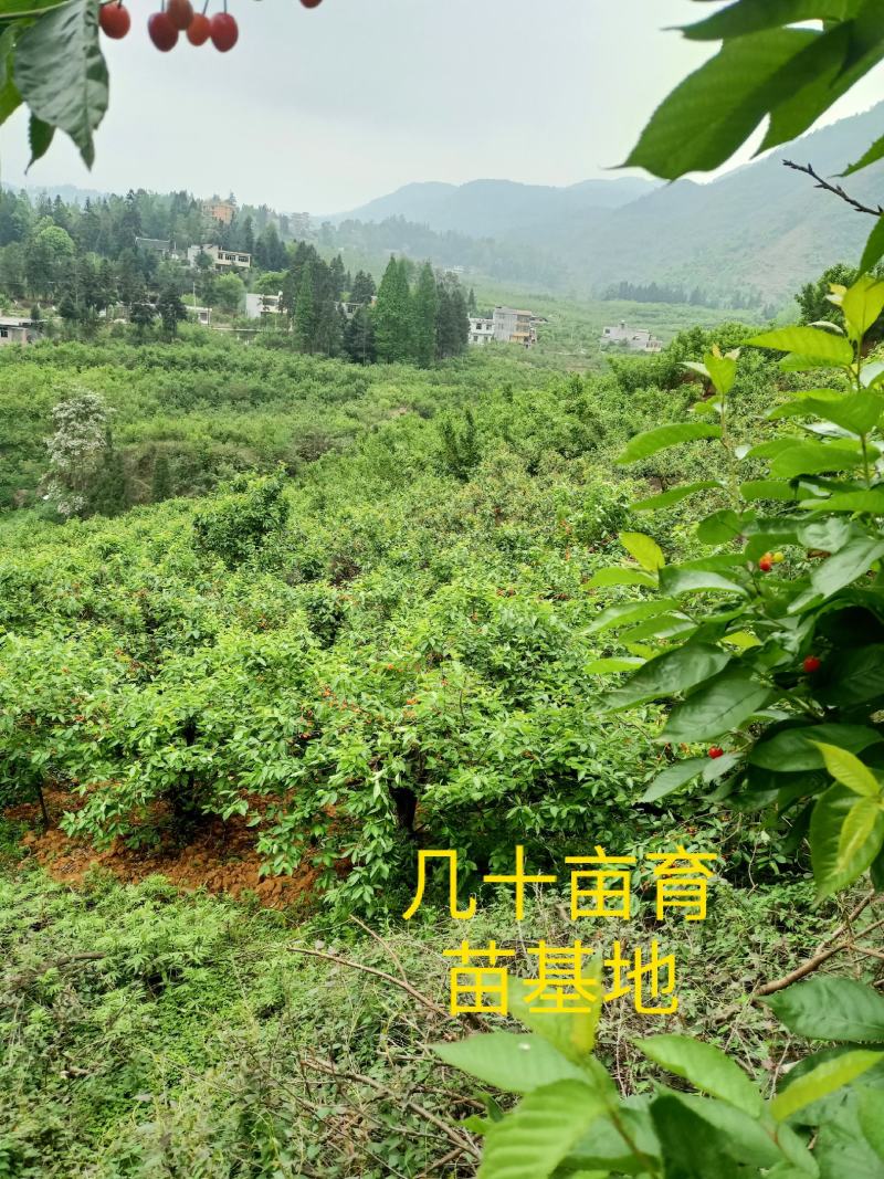 玛瑙红樱桃树大红灯樱桃苗正宗玛瑙红樱桃树苗基地直销