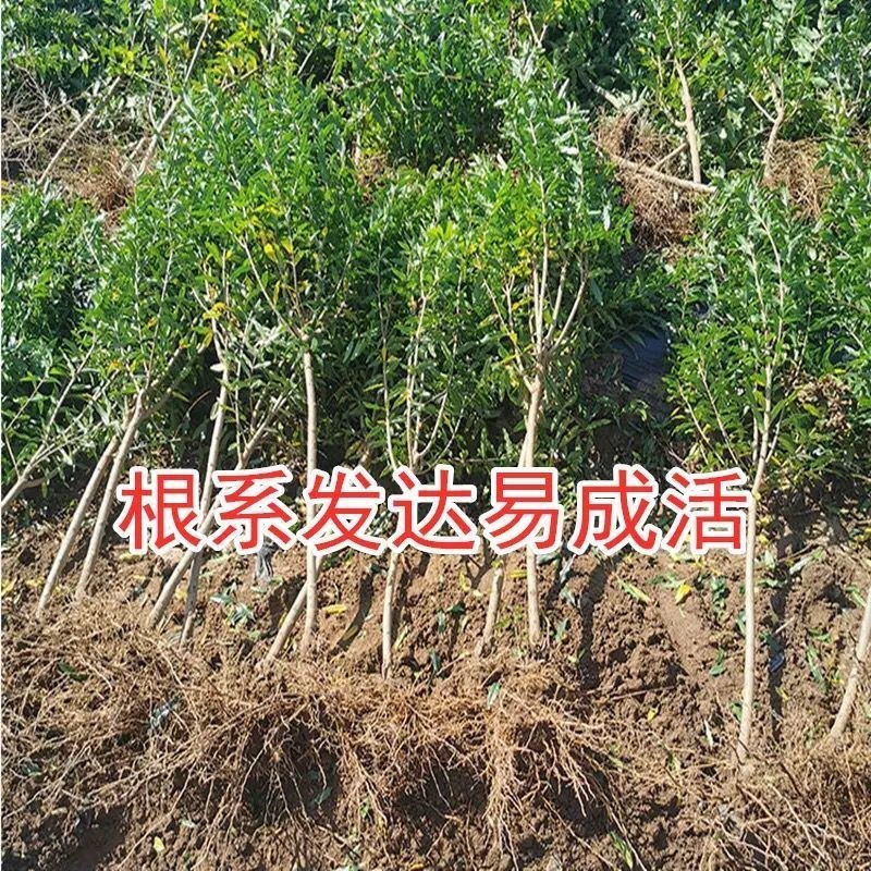 优质突尼斯软仔石榴苗盆栽地地栽现挖现发死苗补发包邮