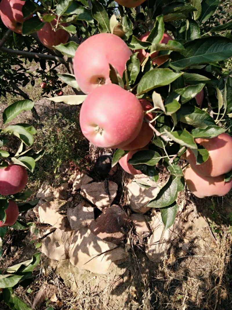 秦皇岛青龙县双山子镇康丈子村自己种植苹果品种甜