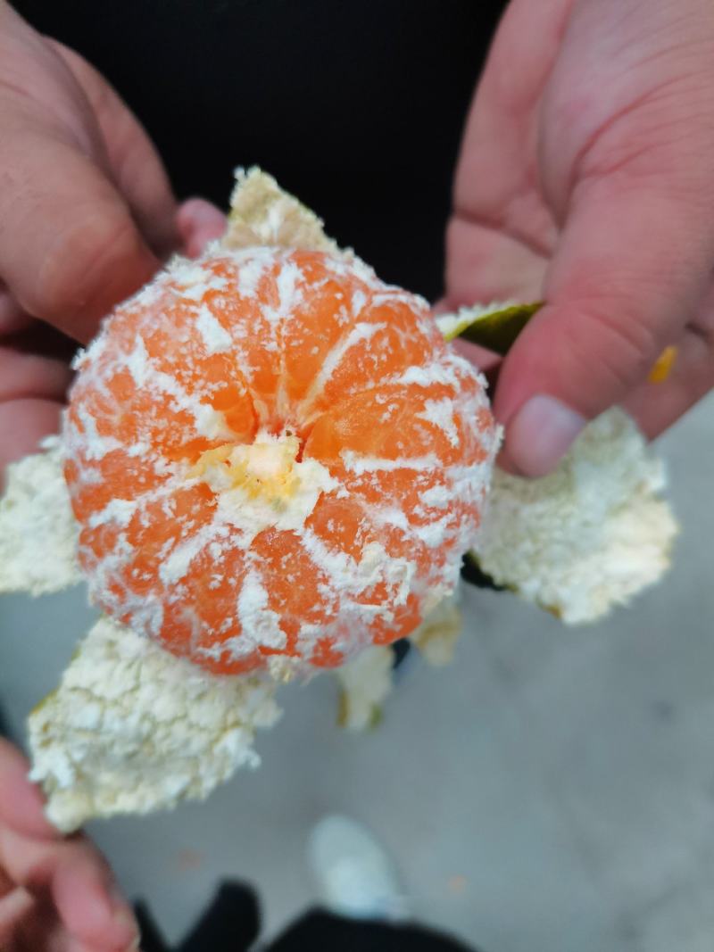 特早蜜橘薄皮化渣，电商货市场货全国可发车