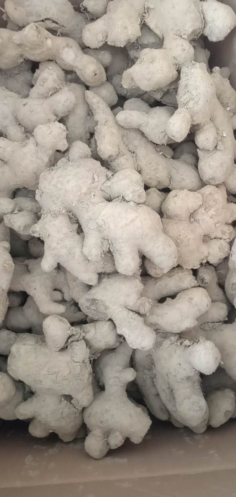 生姜，中姜.老姜母.一手货源，产地直发.可加工任何产品