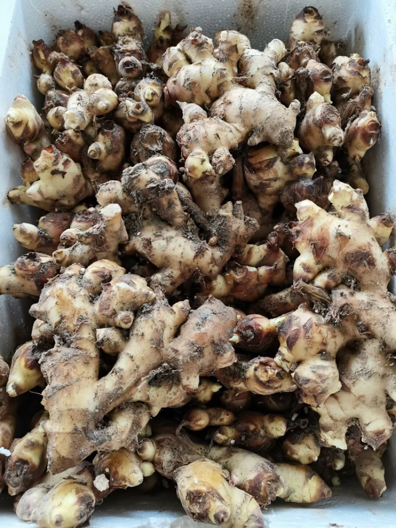 生姜，中姜.老姜母.一手货源，产地直发.可加工任何产品