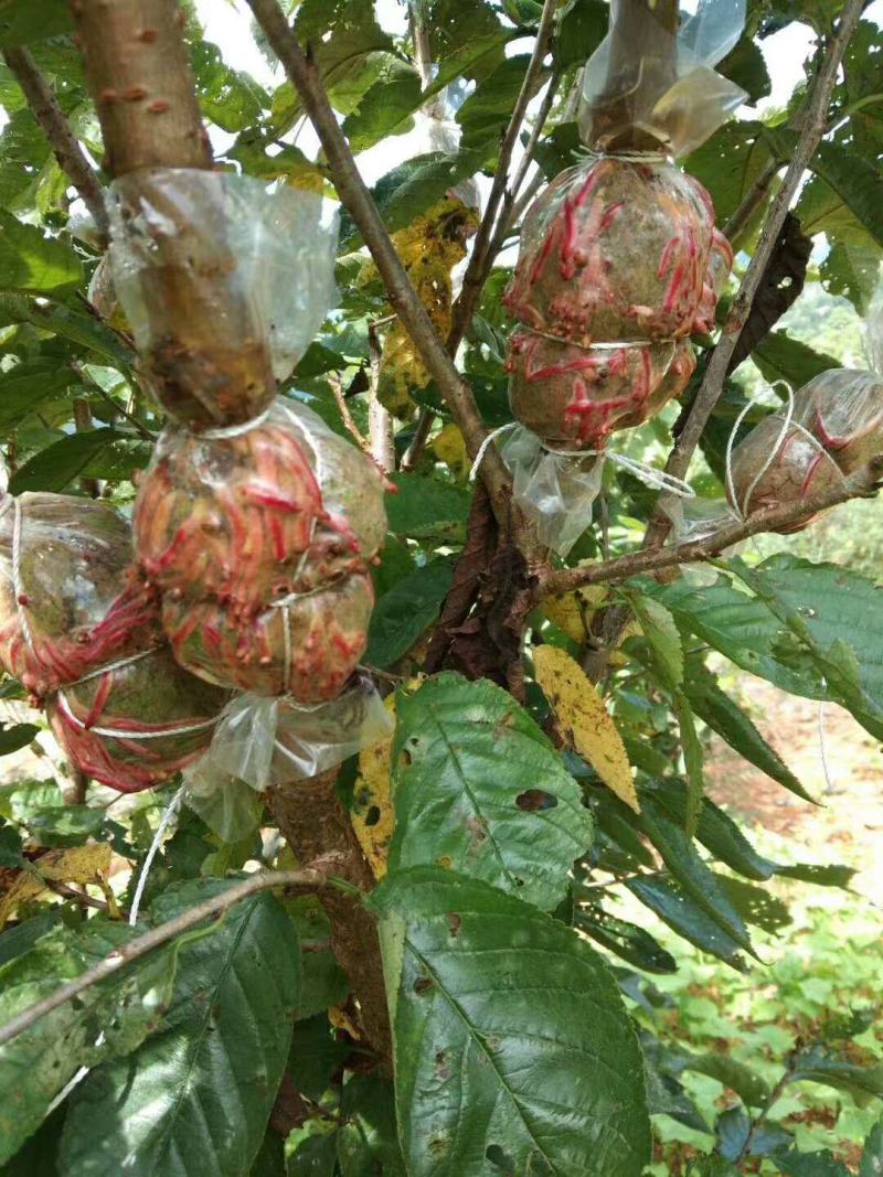 玛瑙红樱桃树大红灯樱桃苗正宗玛瑙红樱桃树苗基地直销