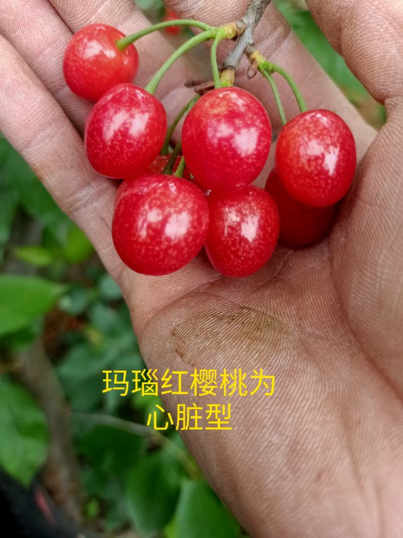 玛瑙红樱桃树大红灯樱桃苗正宗玛瑙红樱桃树苗基地直销