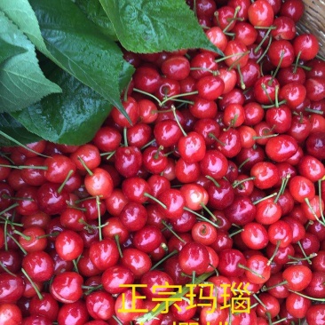 玛瑙红樱桃树大红灯樱桃苗正宗玛瑙红樱桃树苗基地直销