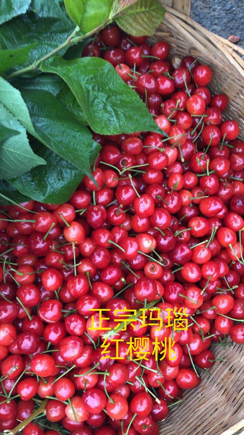 玛瑙红樱桃树大红灯樱桃苗正宗玛瑙红樱桃树苗基地直销