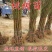 【基地直发】优质桃树苗血桃苗现挖现发量大优惠保证品种