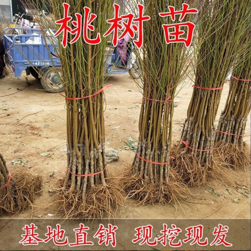 【基地直发】优质桃树苗血桃苗现挖现发量大优惠保证品种
