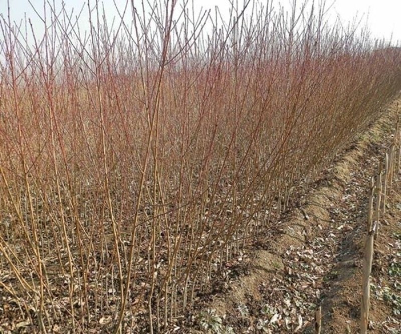 【基地直发】优质桃树苗血桃苗现挖现发量大优惠保证品种