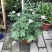 驱蚊草植物清香胡椒木盆栽室内好养净化空气绿植九里香千里眼