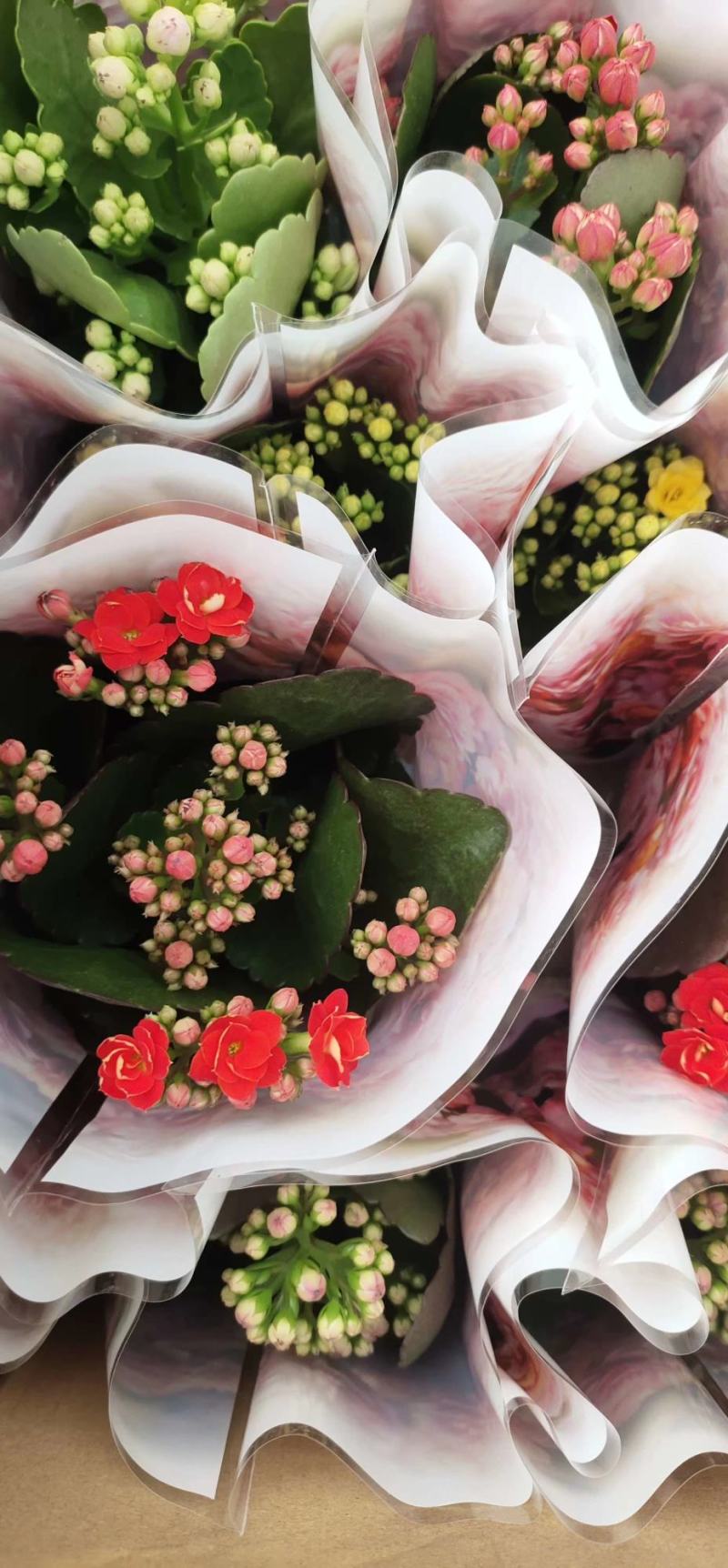 长寿花盆栽重瓣大苗带花苞阳台花卉观花植物室内好养绿植四季