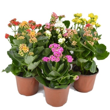 长寿花盆栽重瓣大苗带花苞阳台花卉观花植物室内好养绿植四季