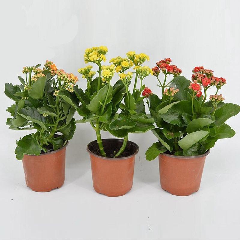 长寿花盆栽重瓣大苗带花苞阳台花卉观花植物室内好养绿植四季
