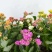 长寿花盆栽重瓣大苗带花苞阳台花卉观花植物室内好养绿植四季